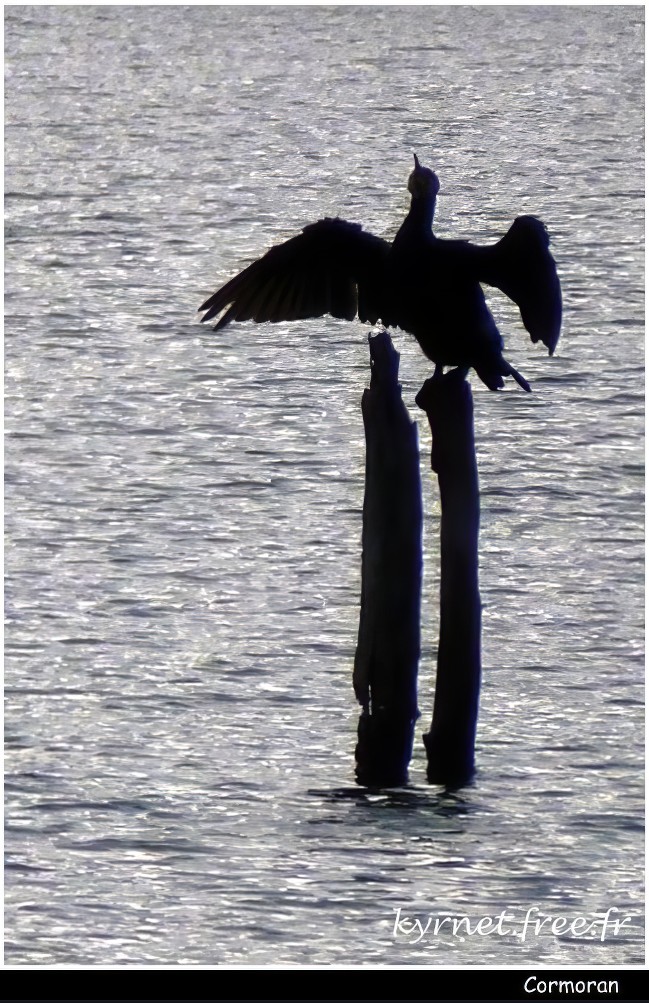 Cormoran