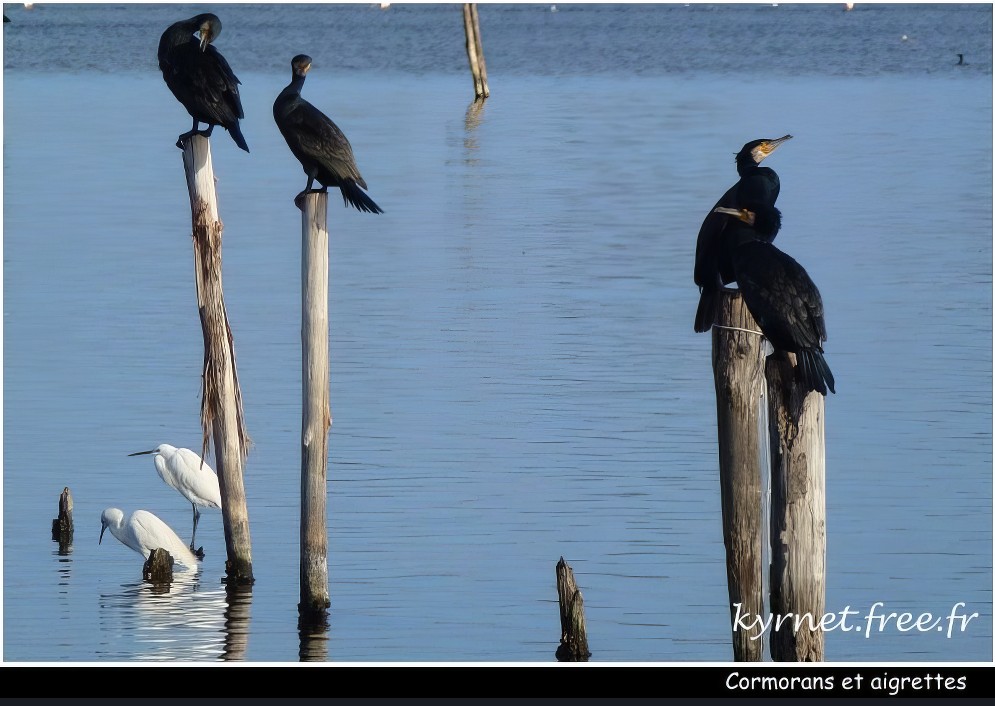 Cormorans et aigrettes