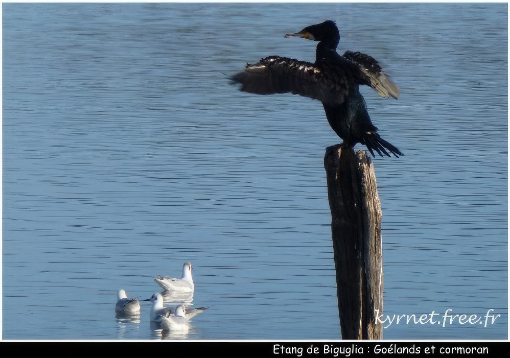 Cormorans