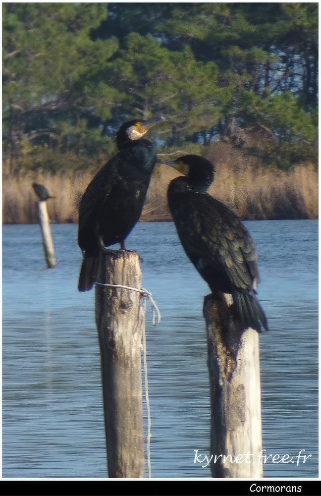 Cormorans