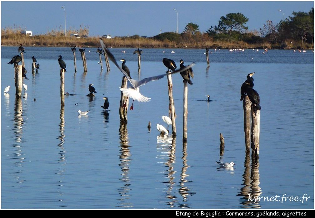 Etang de Biguglia : Oiseaux