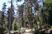 Valdoniellu